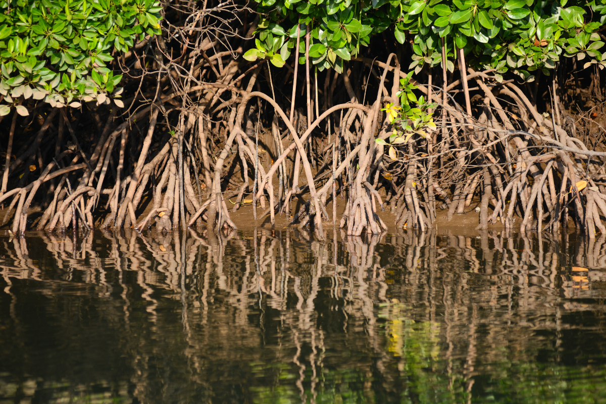 Tanaman mangrove yang memiliki struktur akar yang unik