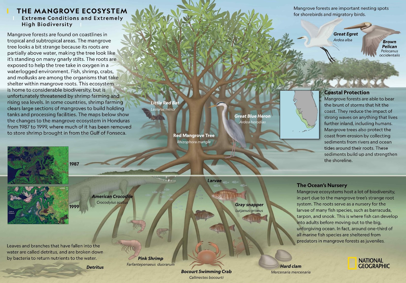 Ekosistem Mangrove ( The Mangrove Ecosystem)