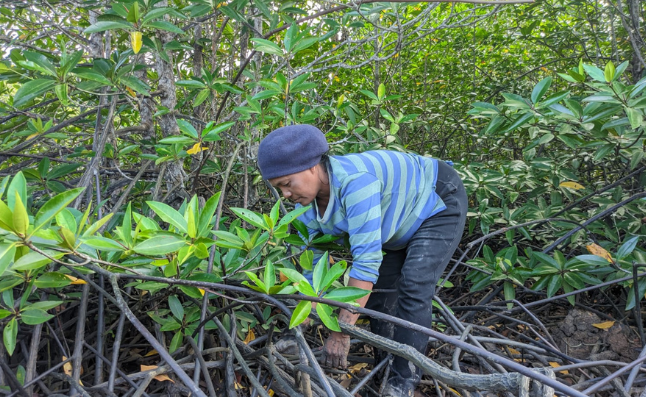 Mangrove Planting, Dompak, Kepulauan Riau