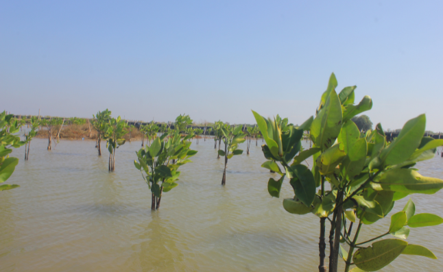 Mangrove Planting, Tanjung Pakis, Karawang