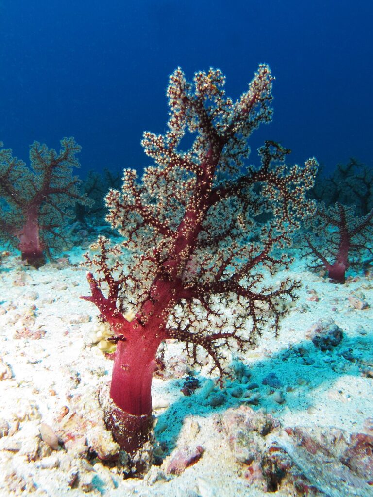 Terumbu karang jenis karang lunak (Soft Coral) dari genus Dendronephthya bernama Karang Cengkeh (Carnation Coral). Karang ini memiliki struktur bercabang menyerupai pohon dengan warna merah mencolok dan polip putih yang tampak seperti bunga. Karang lunak tidak memiliki kerangka kalsium yang keras, sehingga lebih fleksibel dan bergoyang mengikuti arus laut.