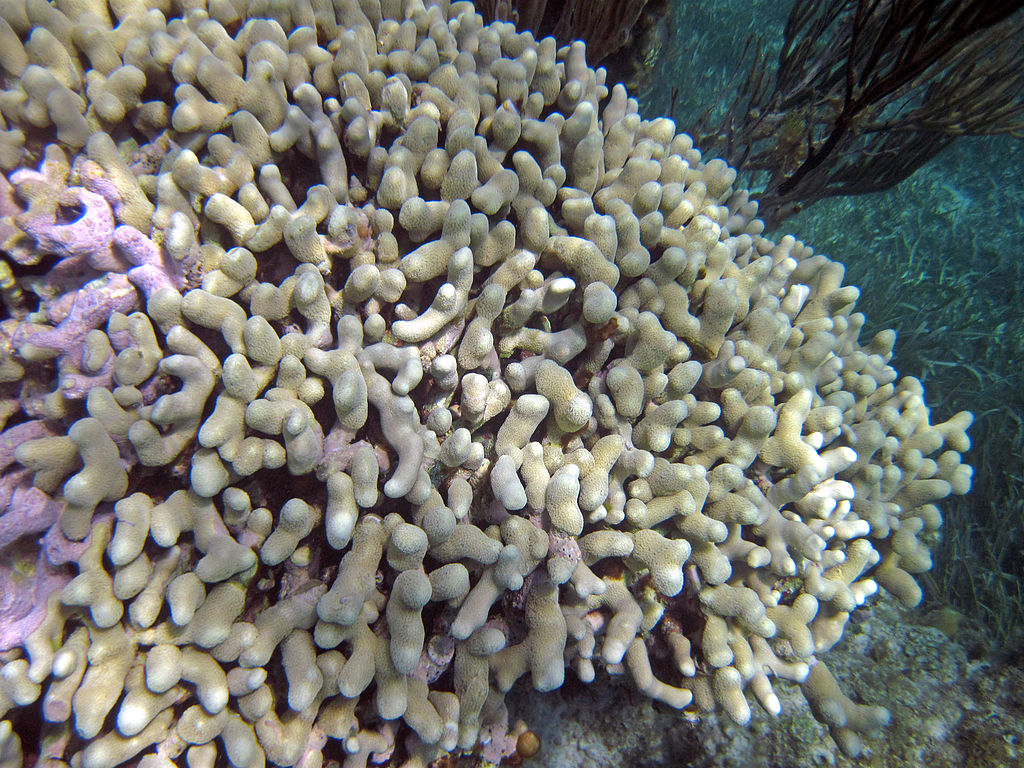 Terumbu karang jenis karang keras (Hard Coral) dari spesies Porites porites, dikenal sebagai Branched Finger Coral. Karang ini memiliki bentuk bercabang dengan ujung membulat, berperan penting dalam membentuk struktur terumbu dan menyediakan habitat bagi berbagai organisme laut.