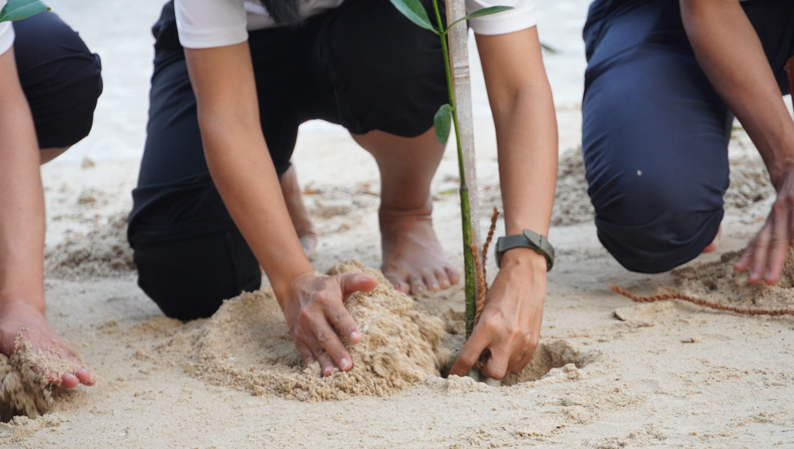 Sekelompok orang menanam pohon bakau di pantai sebagai bagian dari kegiatan ekowisata. Ekowisata adalah upaya pelestarian lingkungan melalui tindakan nyata seperti ini.