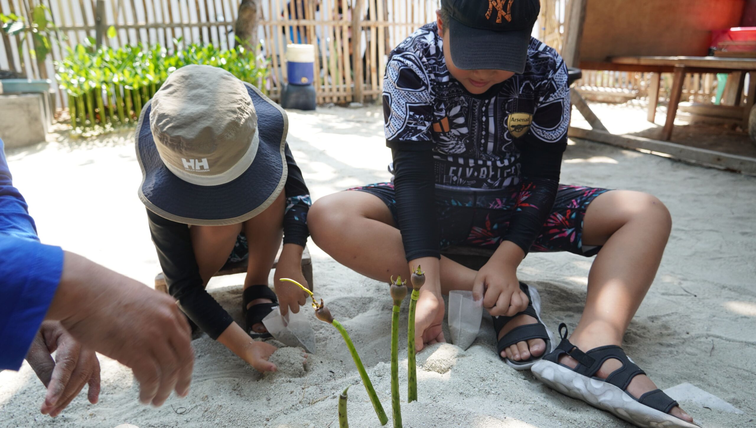 Dua Anak-Anak Sekolah bertopi dengan pakaian casual menanam propagul mangrove di pasir dalam study tour
