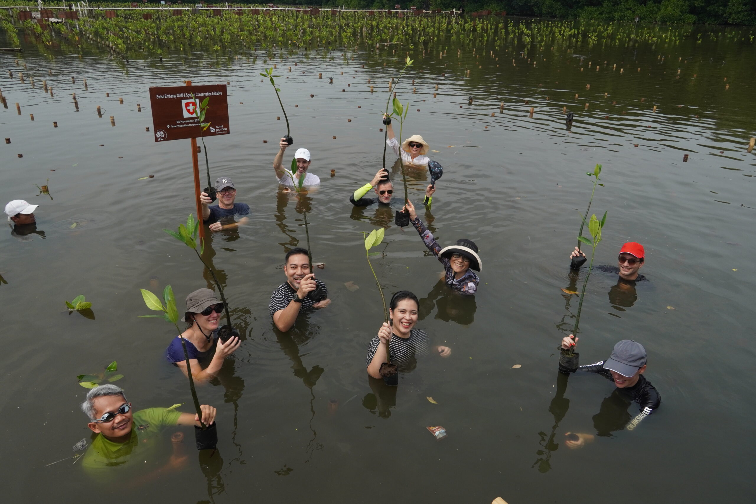 Peserta berendam di dalam air ekosistem mangrove sampai setinggi dada dalam acara Swiss Embassy Staff & Spouse Conservation Initiative