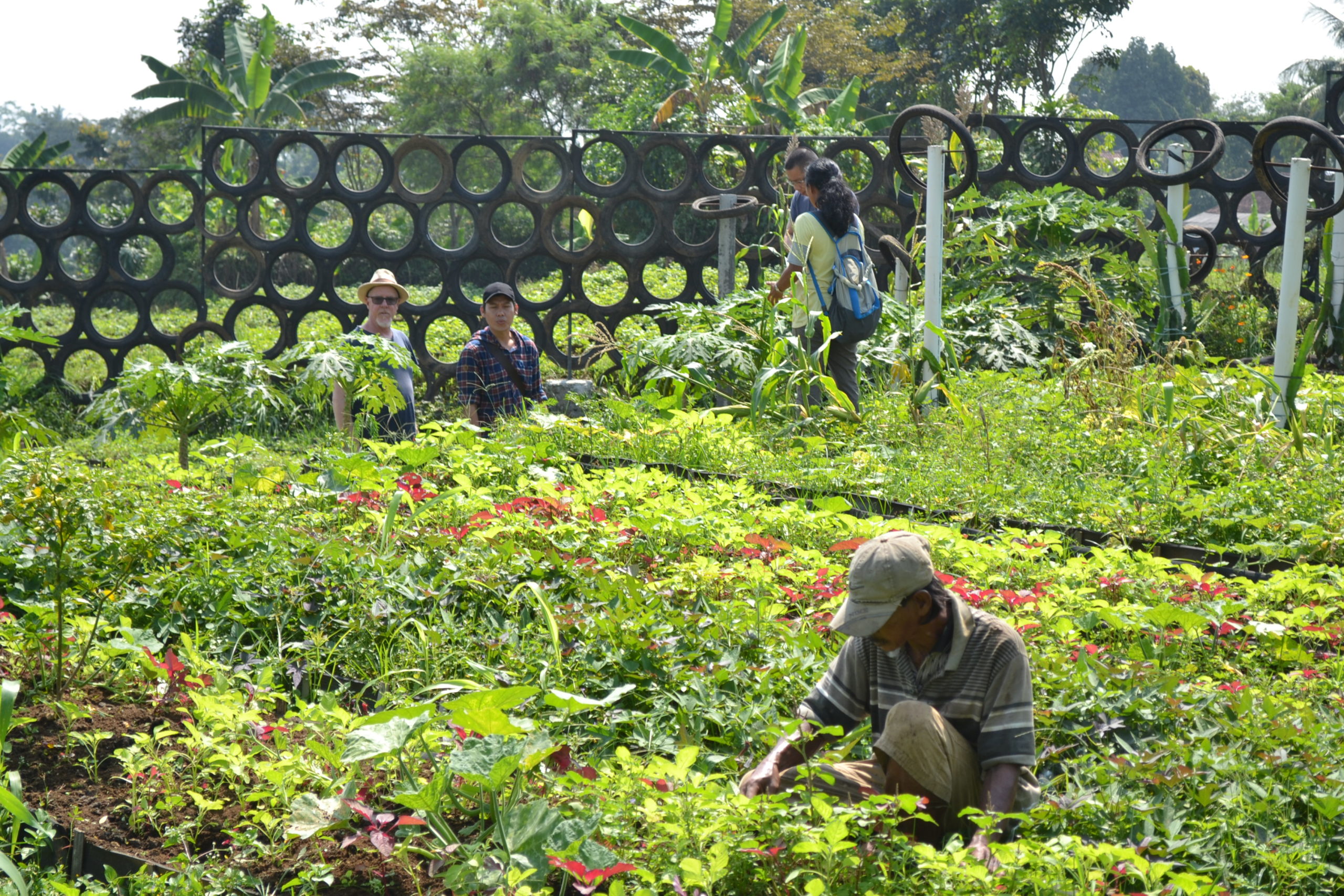 Kegiatan wisata alam kebun organik 5EyesFarm di Bogor