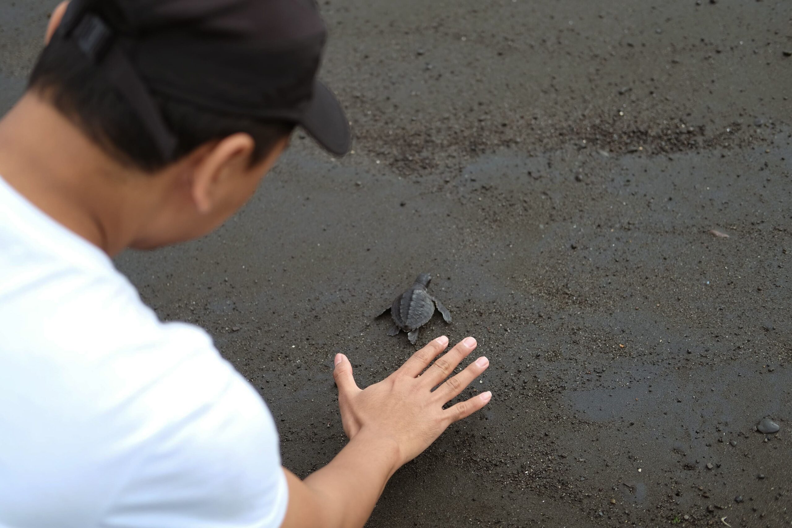 seorang bapak mengulurkan tangan telungkup ke bawah di atas seekor bayi penyu di tepi pantai