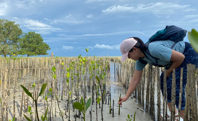 Mangrove Planting, Dompak, Kepulauan Riau