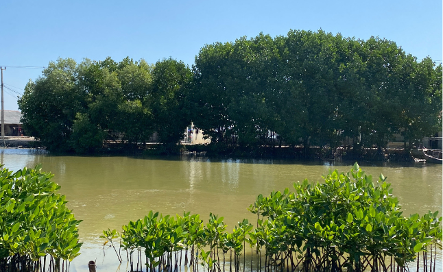 Mangrove Planting, Tanjung Pakis, Karawang
