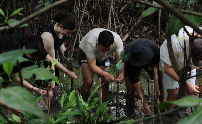 Mangrove Planting, Jakarta