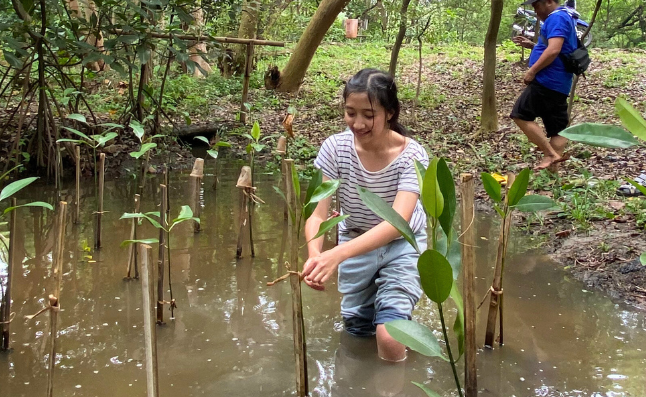 Mangrove Planting, Jakarta