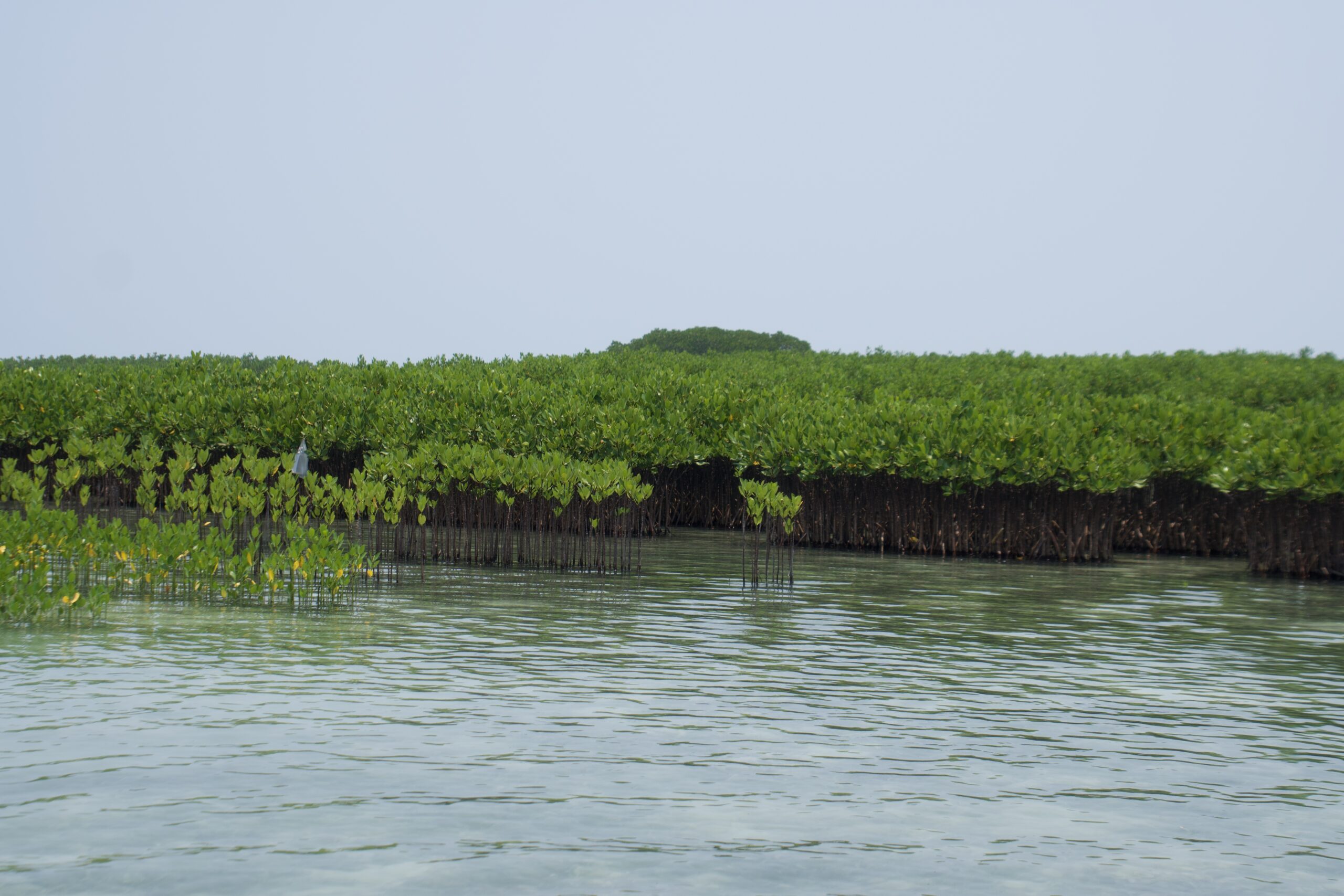 Jajaran bakau muda tersusun rapi pada situs penanaman bakau