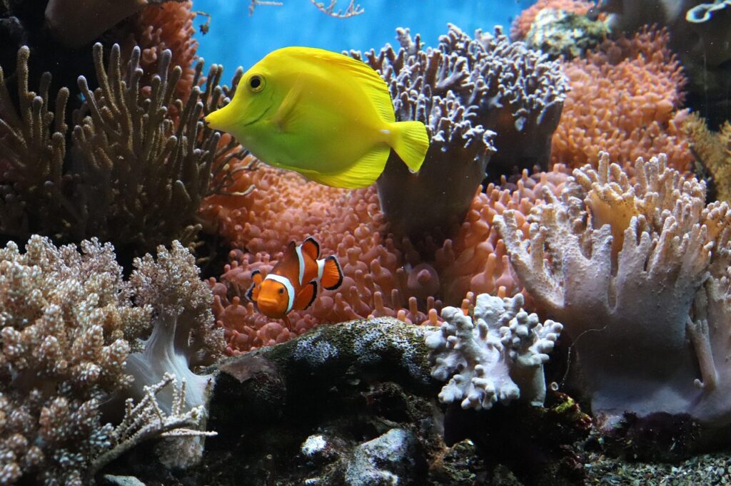 Seekor ikan botana kuning (Zebrasoma flavescens) dan ikan badut (Amphiprion ocellaris) berenang di antara terumbu karang dan anemon laut di ekosistem bawah laut yang berwarna-warni.
