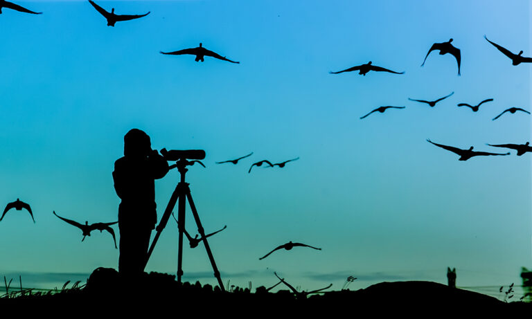 Wildlife conservation activities