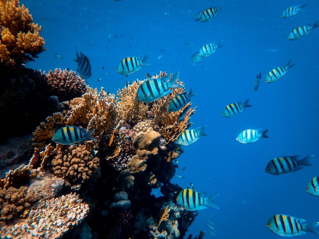 small group of fish with stripes and yellow sides beside a coral reef