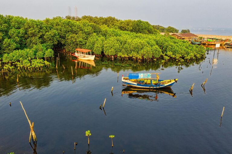 Perahu tradisional berlabuh di perairan tenang yang dikelilingi hutan mangrove hijau lebat, menggambarkan harmoni antara alam dan aktivitas sustainable tourism