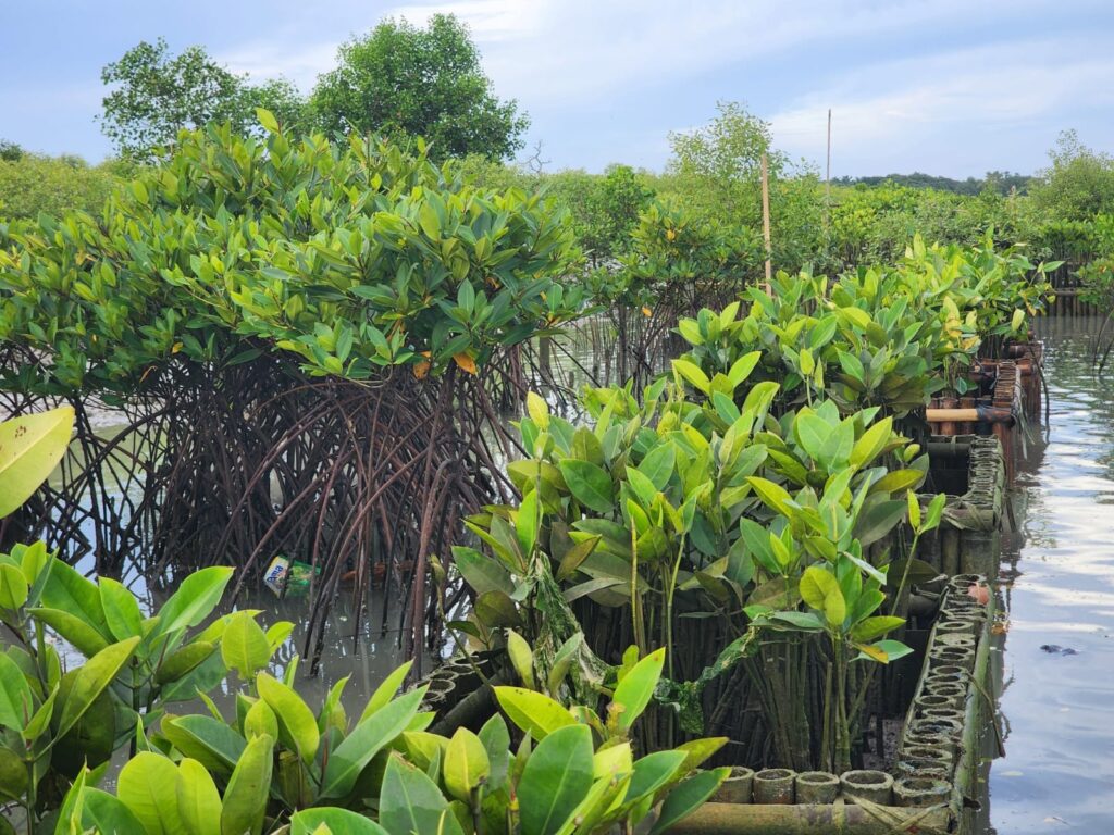 mangrove