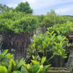mangrove