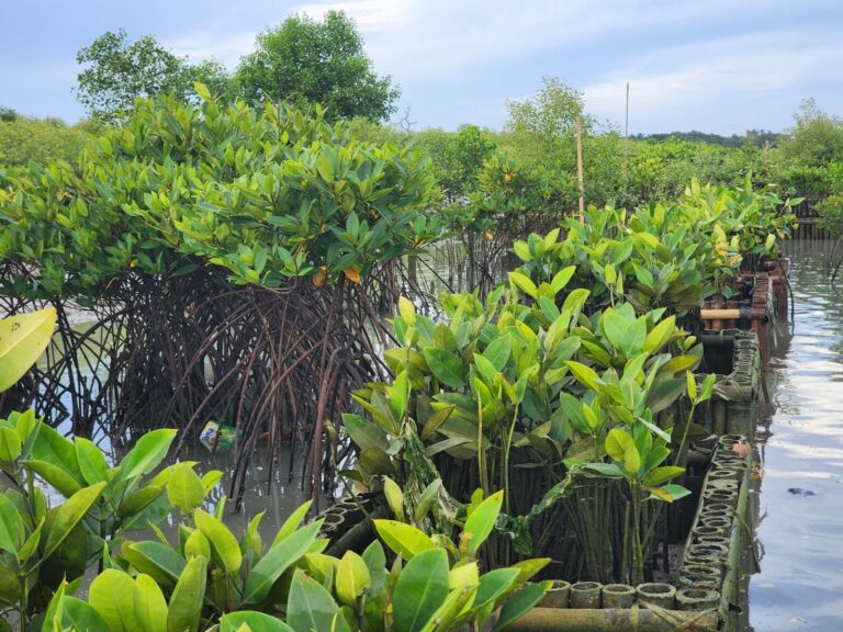 mangrove