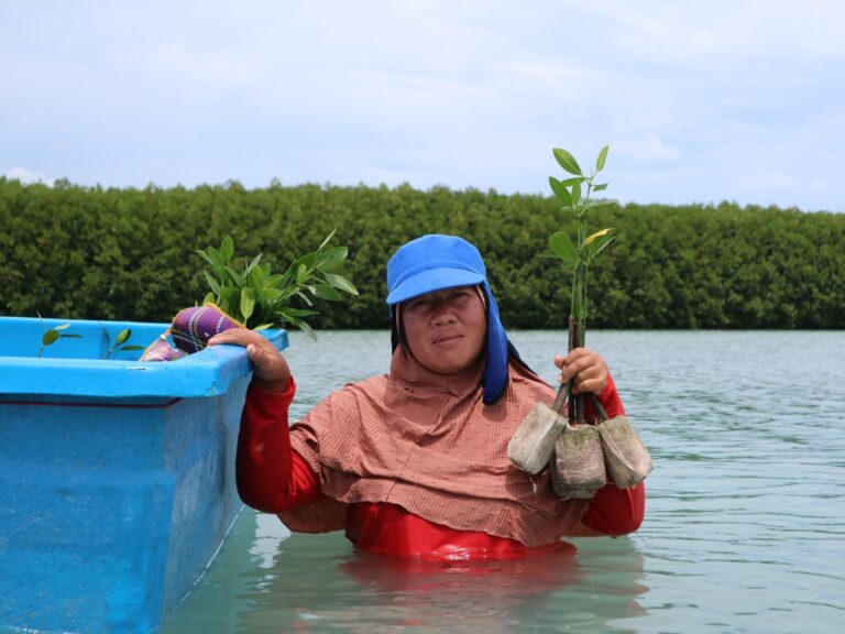 mangrove-planting